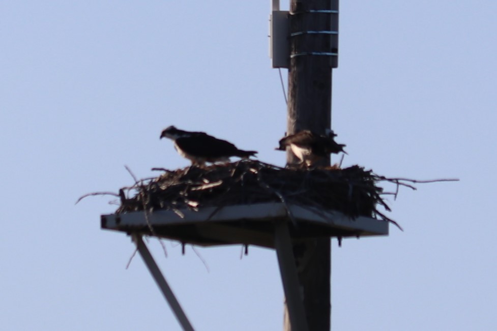 Osprey - ML636372531