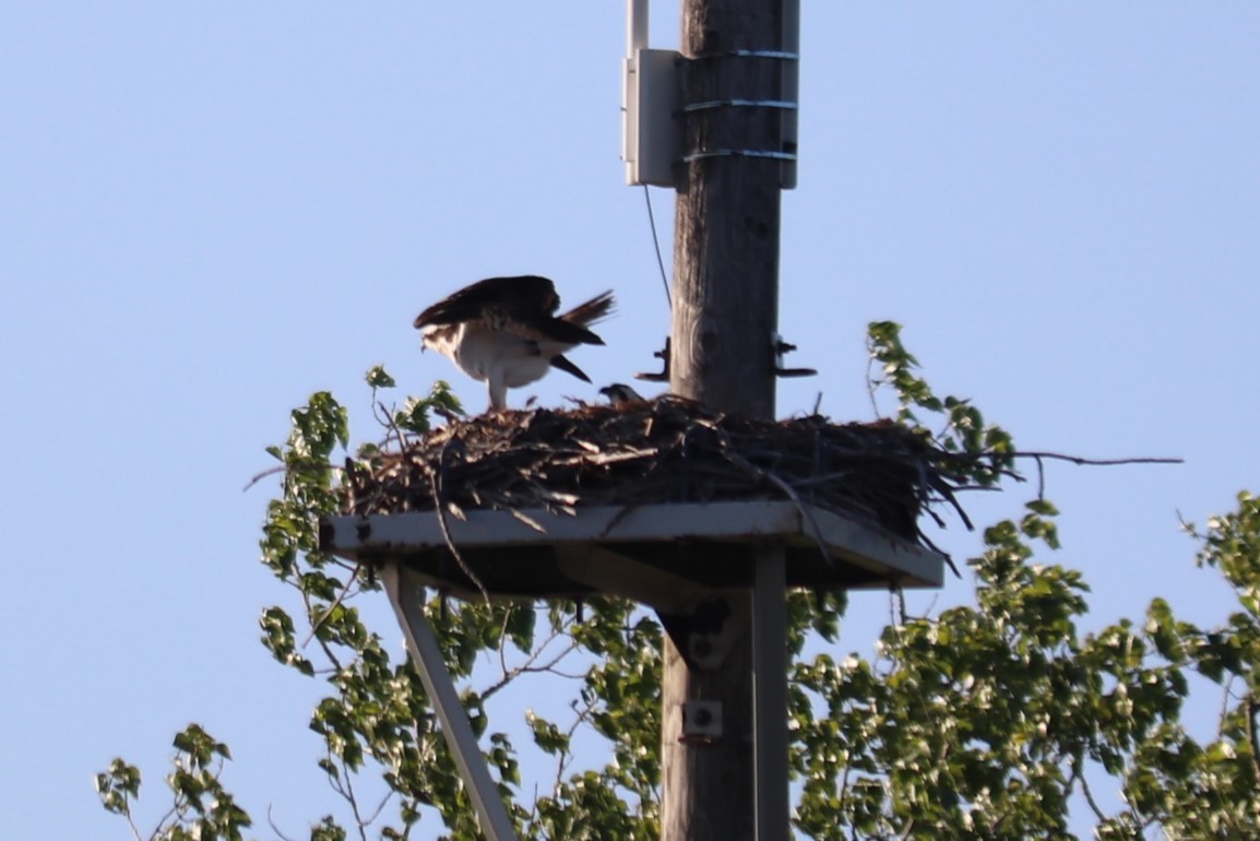 Osprey - ML636372532