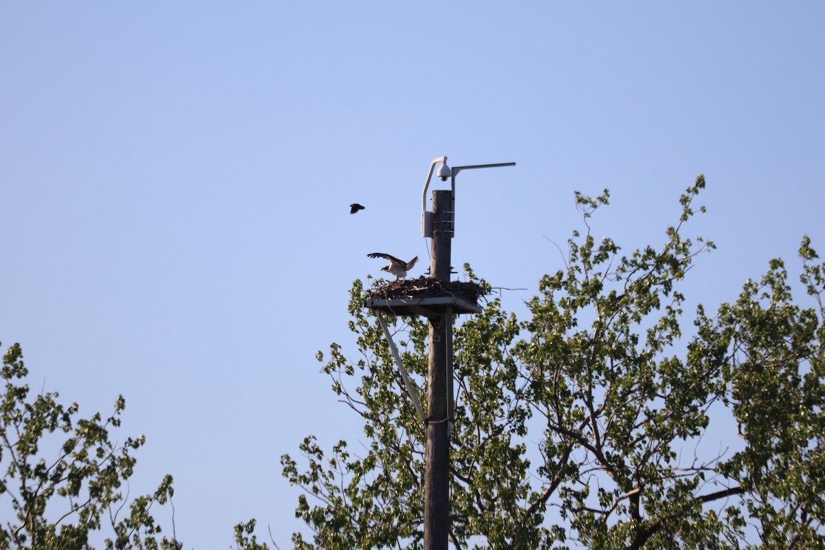 Osprey - ML636372533