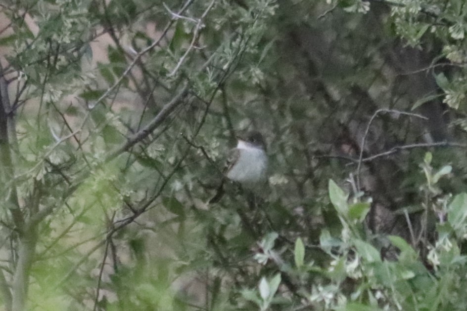 Willow Flycatcher - ML636372573