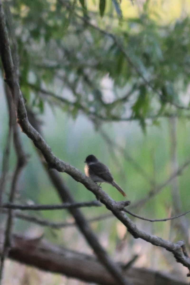 Eastern Phoebe - ML636372592