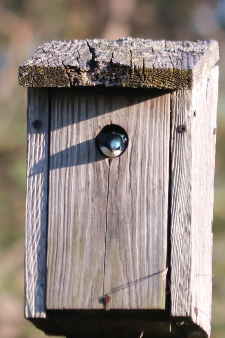 Tree Swallow - ML636372612