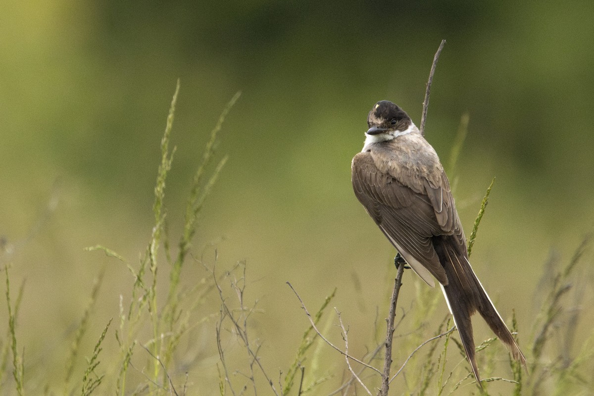 Fork-tailed Flycatcher - ML636372641