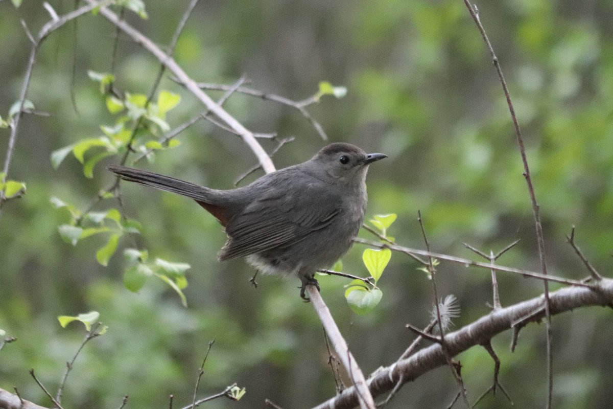Gray Catbird - ML636372645