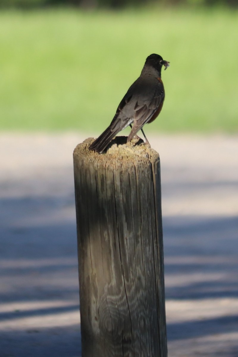 American Robin - ML636372649