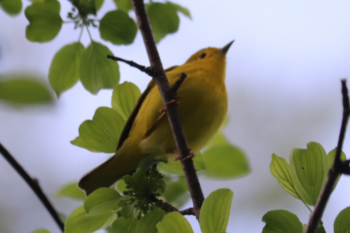 Northern Yellow Warbler - ML636372684