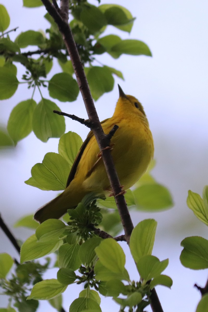 Northern Yellow Warbler - ML636372685
