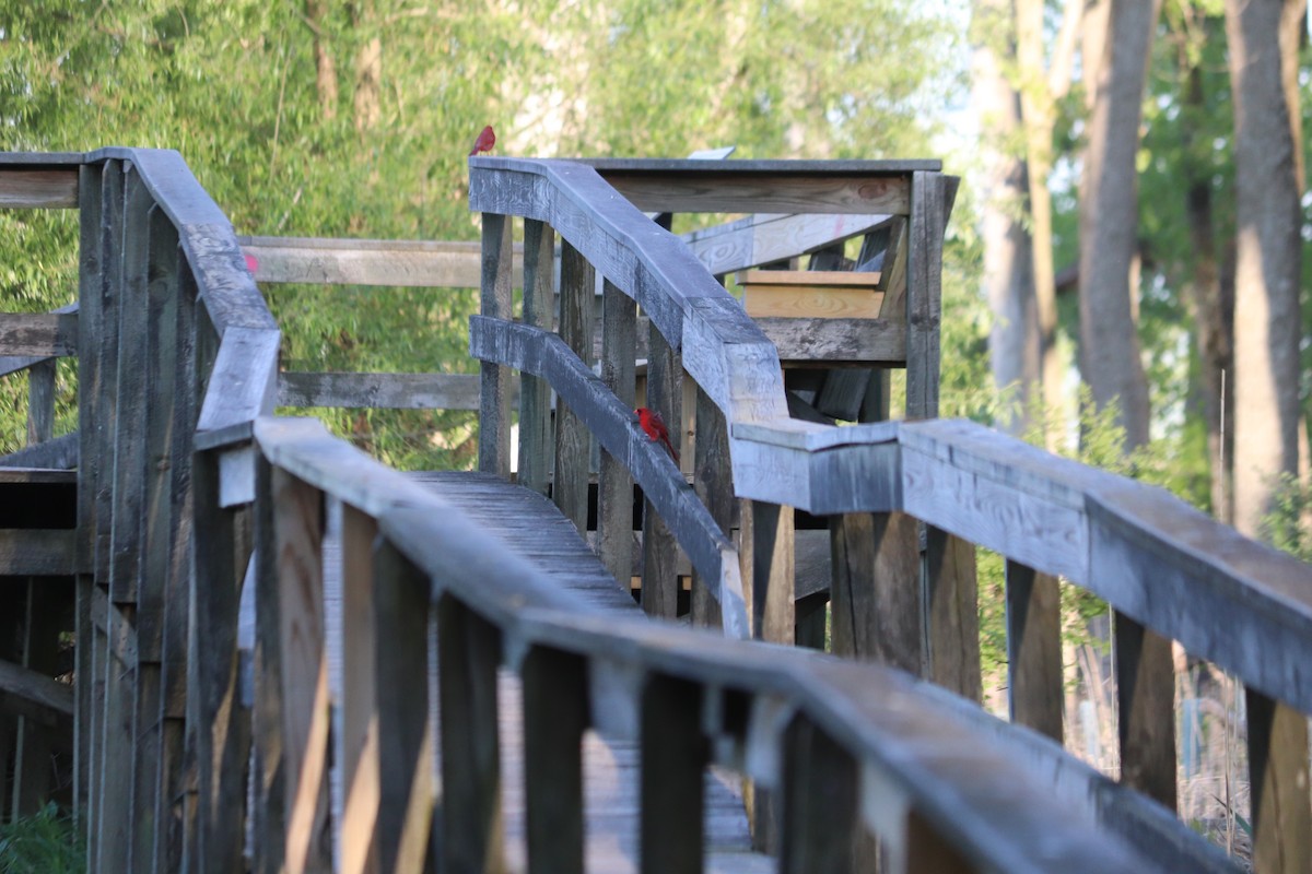 Northern Cardinal - ML636372713