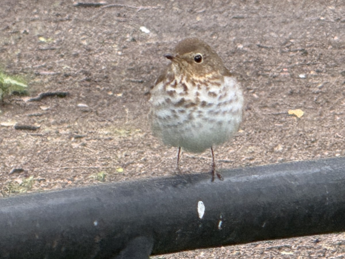 Swainson's Thrush (Olive-backed) - ML636372763