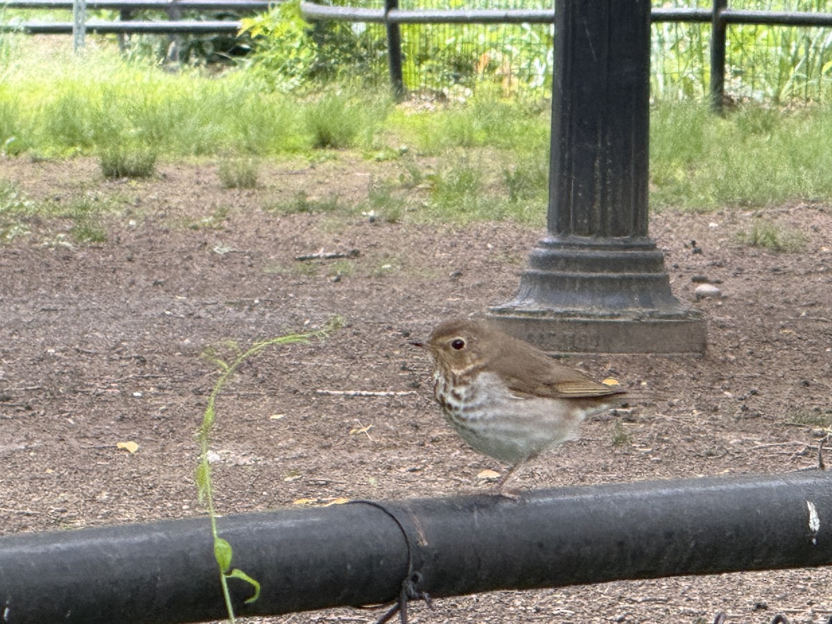 Swainson's Thrush (Olive-backed) - ML636372764