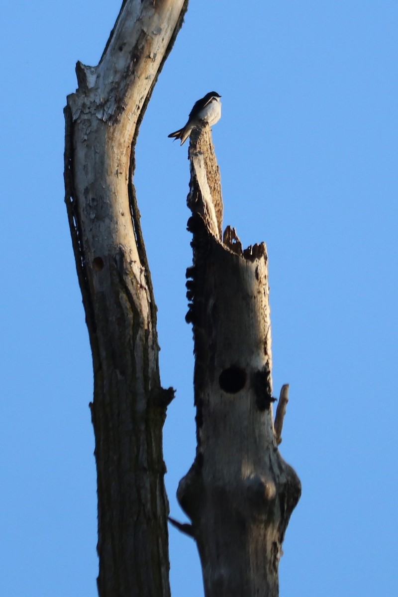 Tree Swallow - ML636372951
