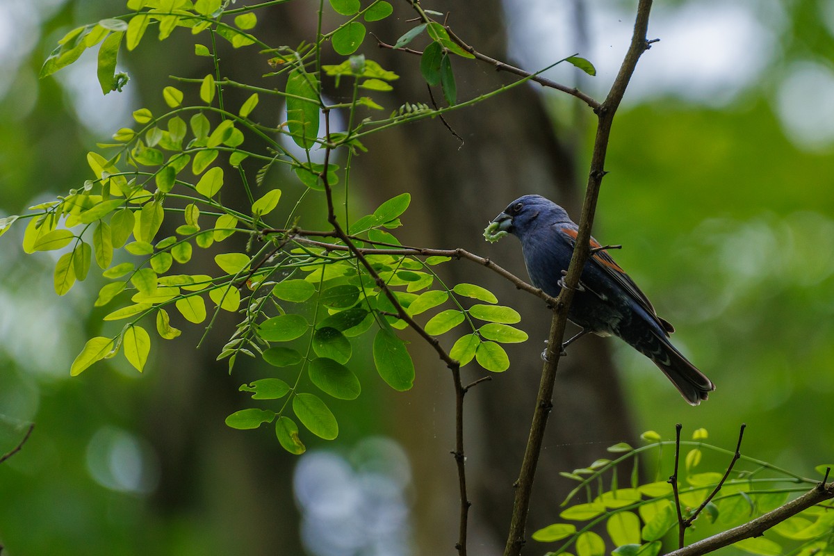 Blue Grosbeak - Elia Sanjume