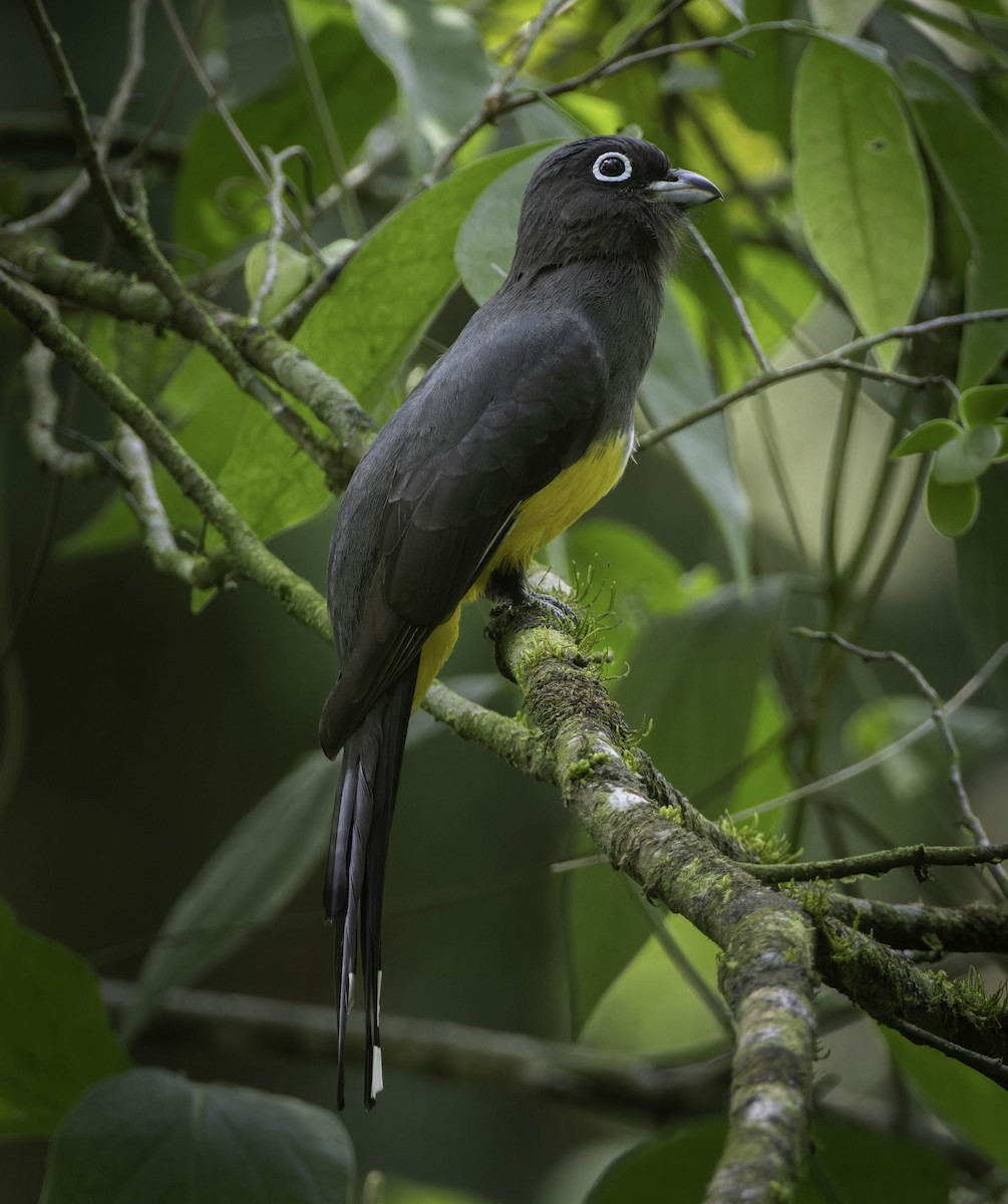 Black-headed Trogon - ML636373054
