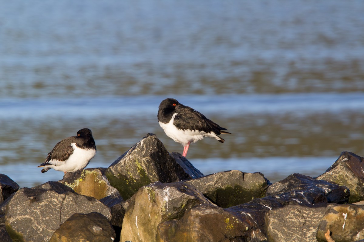 South Island Oystercatcher - ML636373102
