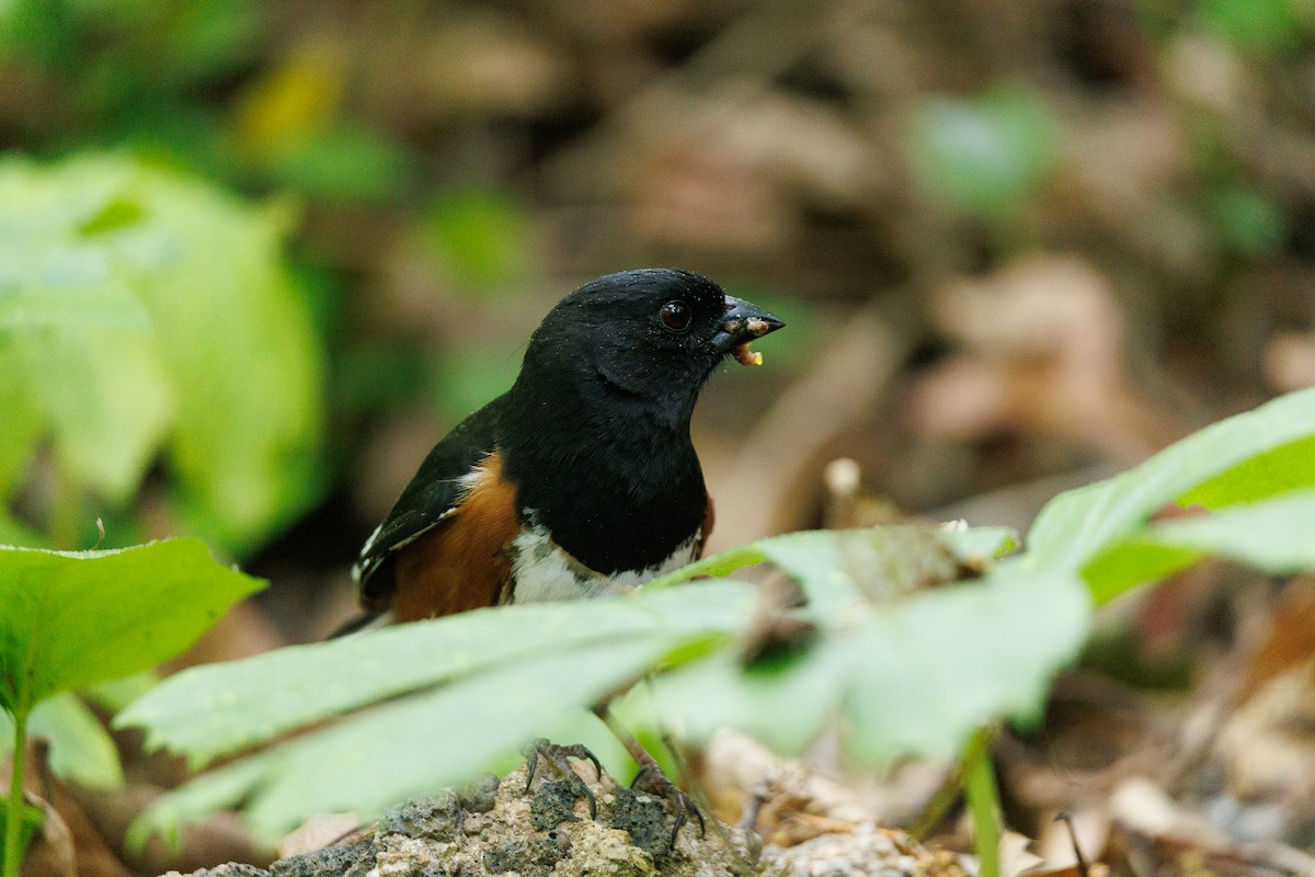 Eastern Towhee - ML636373122