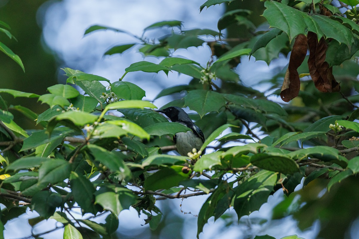Black-throated Blue Warbler - ML636373130