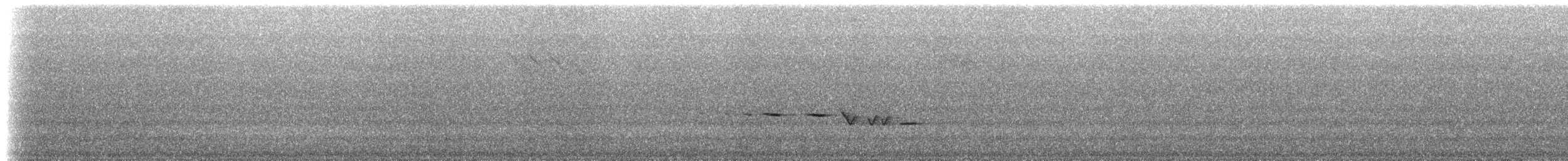 Gray-bellied Tesia - ML636373196