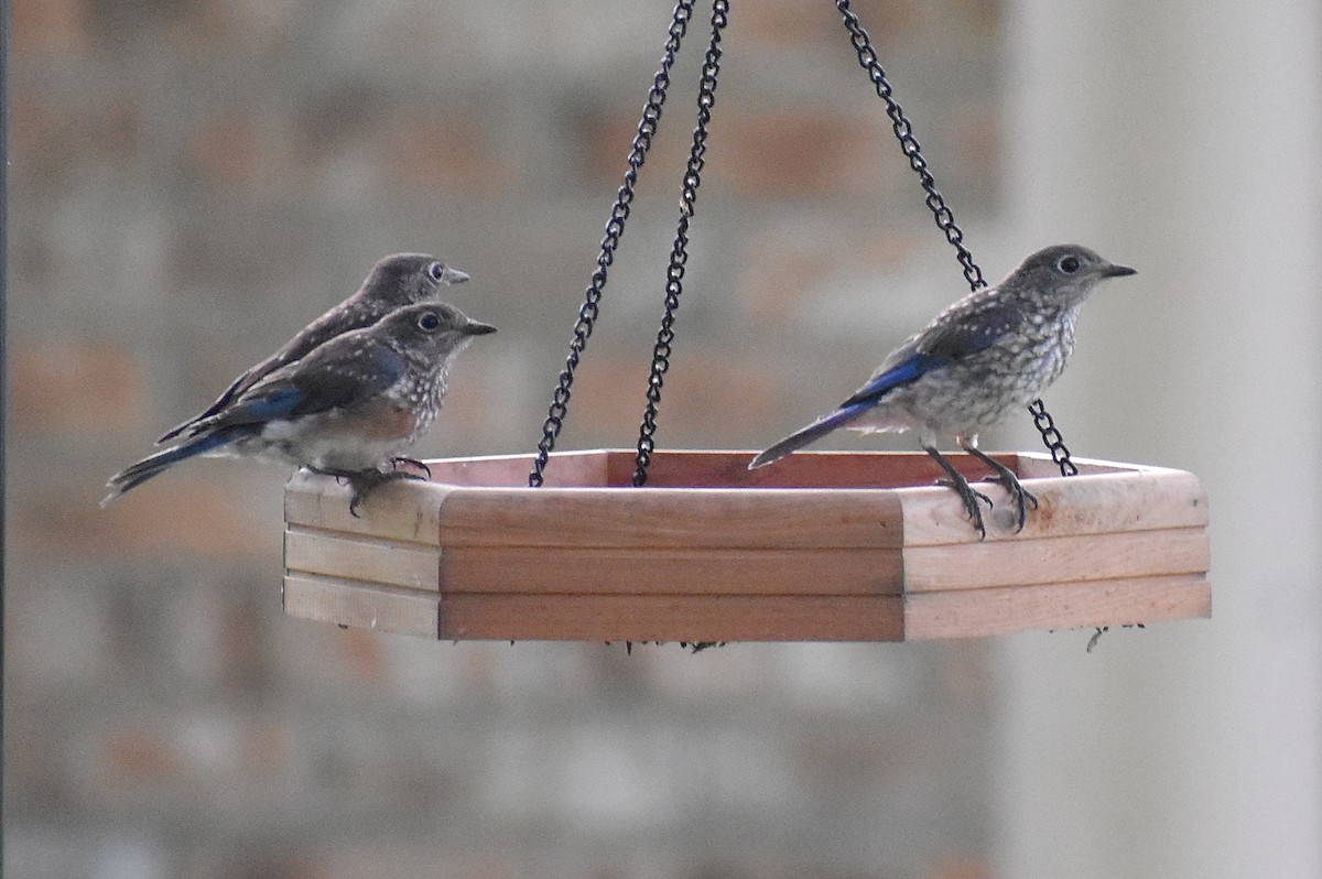 Eastern Bluebird - ML636373211
