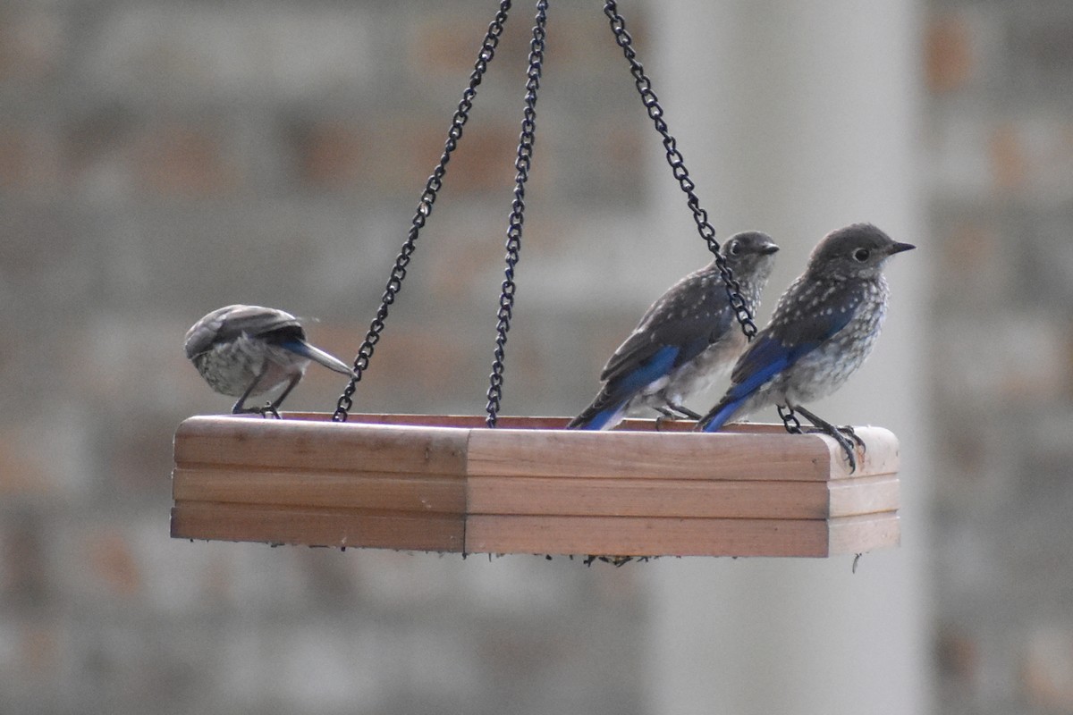Eastern Bluebird - ML636373216