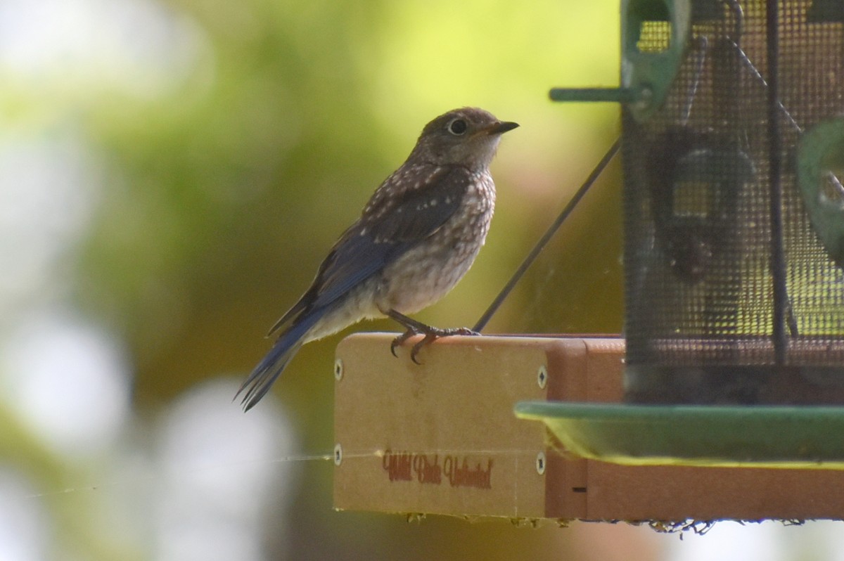 Eastern Bluebird - ML636373220