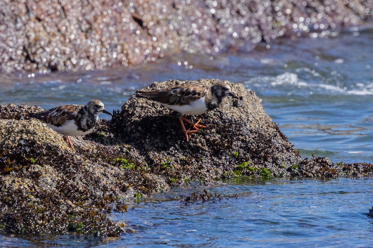 Ruddy Turnstone - ML636373225