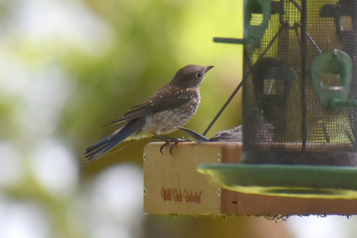 Eastern Bluebird - ML636373230