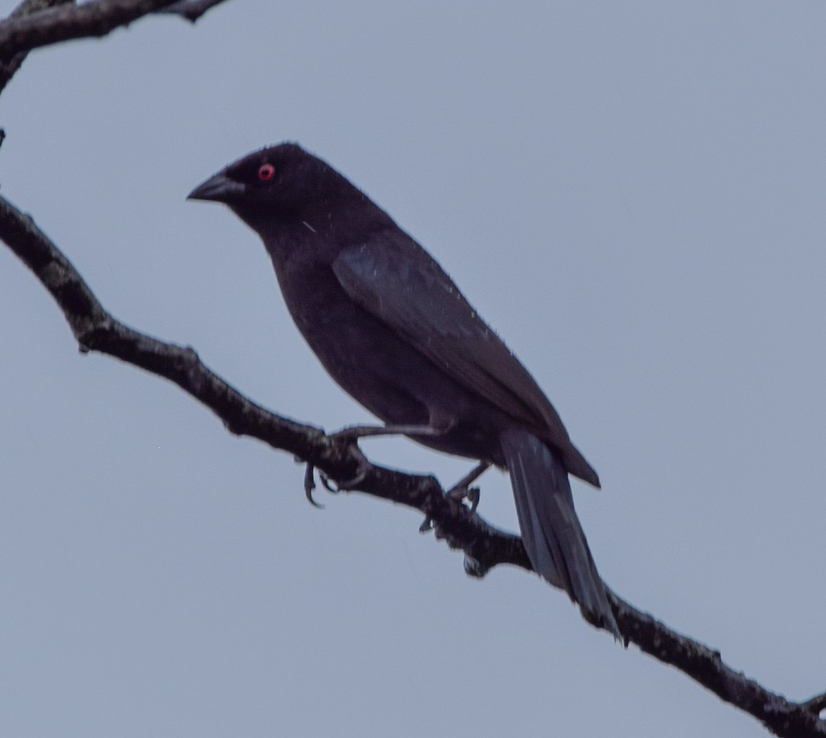 Bronzed Cowbird - ML636373231