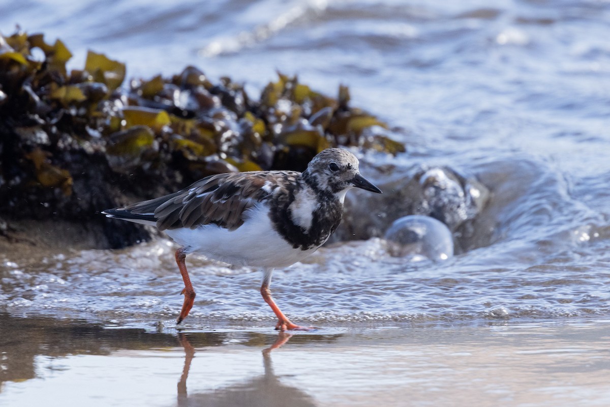 Ruddy Turnstone - ML636373232