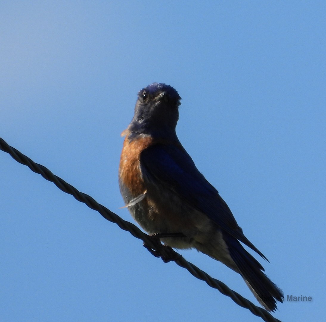 Western Bluebird - ML636373235