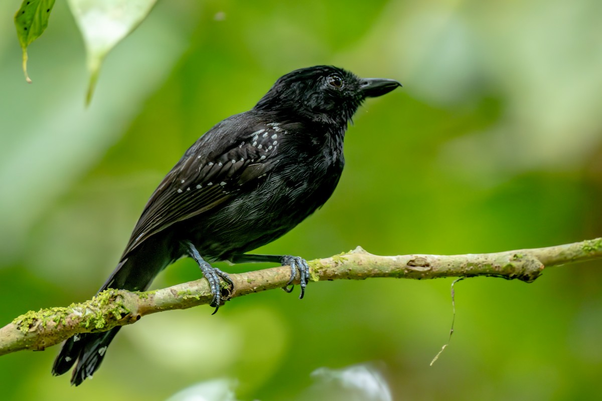 Black-hooded Antshrike - ML636373236
