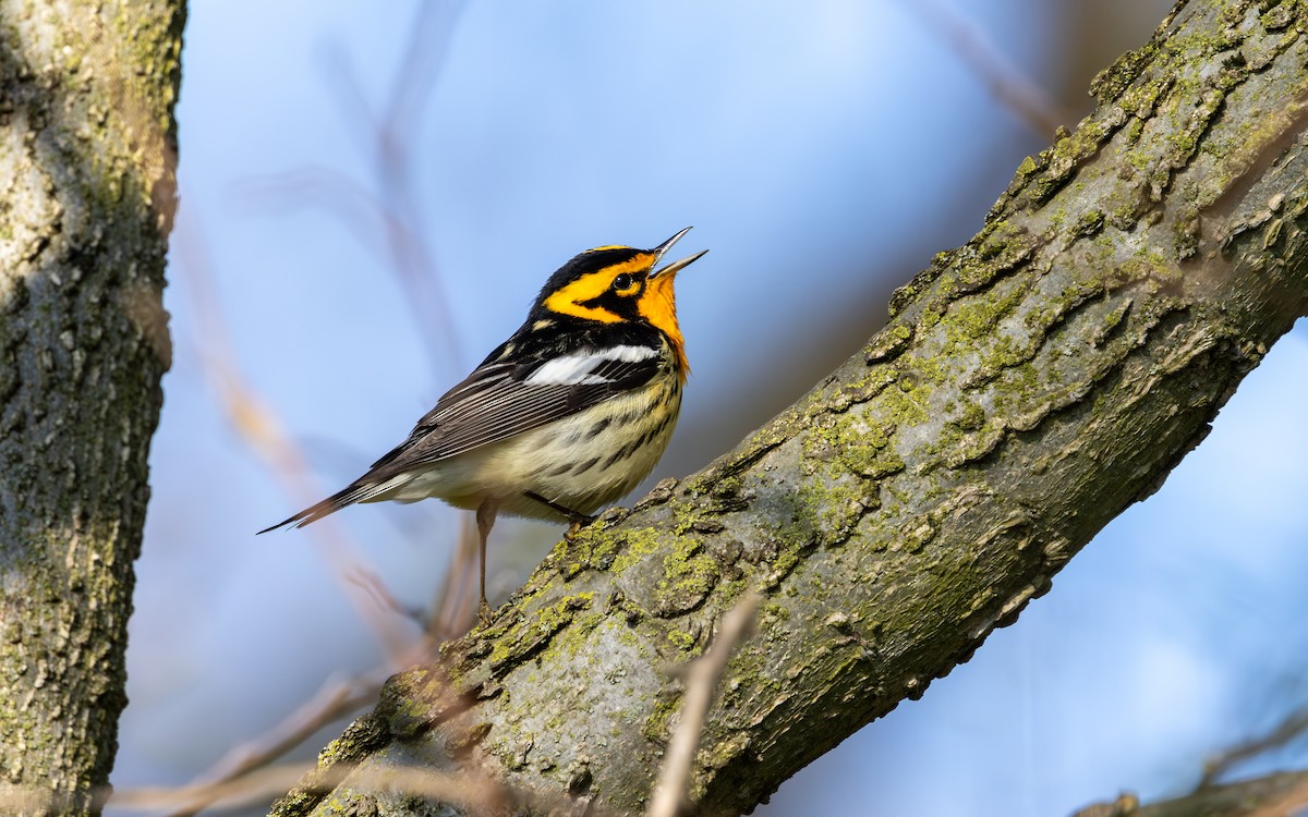 American Redstart - ML636373238