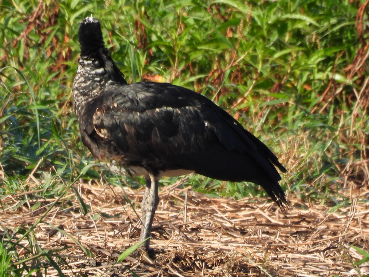 Horned Screamer - ML636373240