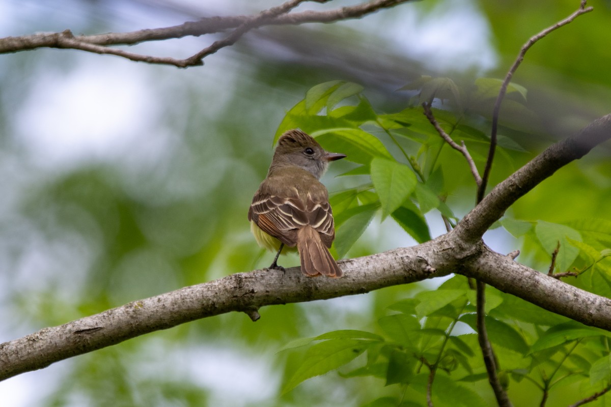Great Crested Flycatcher - ML636373245