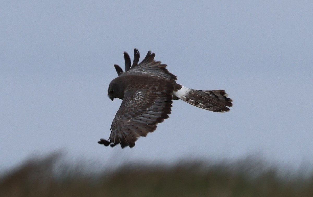Northern Harrier - ML636373248