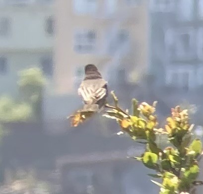 Black Phoebe (Northern) - ML636373250