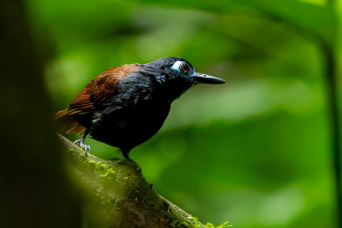 Chestnut-backed Antbird - ML636373251