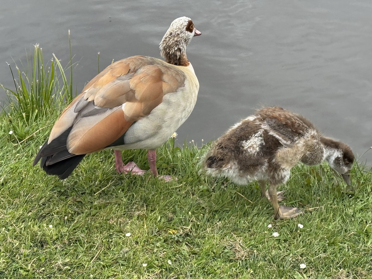 Egyptian Goose - ML636373252