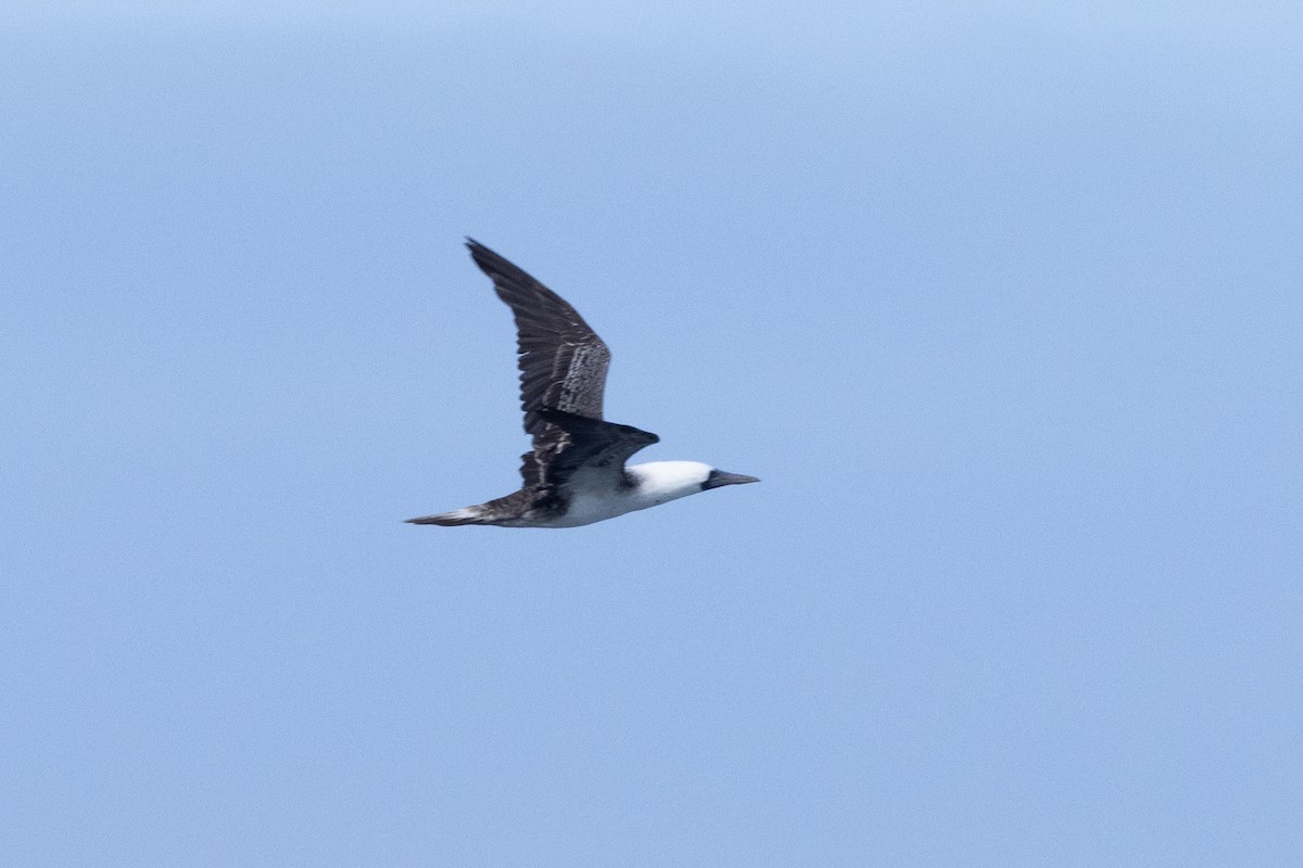 Peruvian Booby - ML636373253