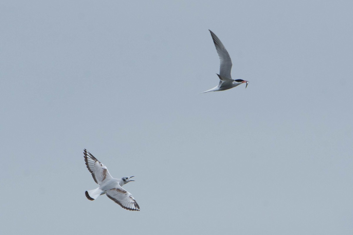 Bonaparte's Gull - ML636373254