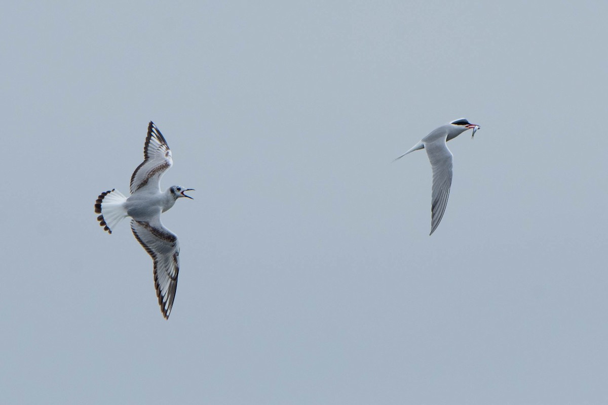 Bonaparte's Gull - ML636373255
