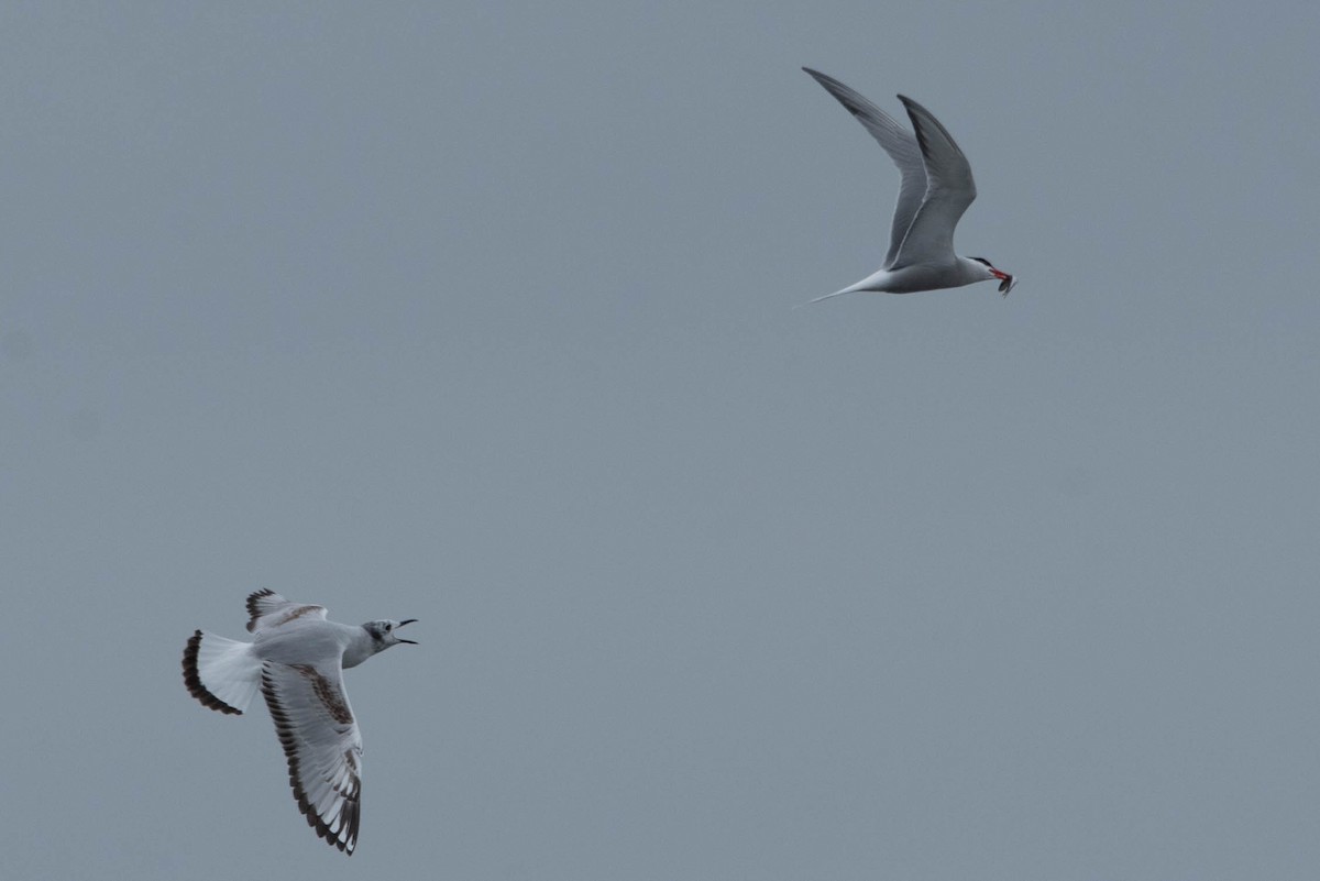 Bonaparte's Gull - ML636373256