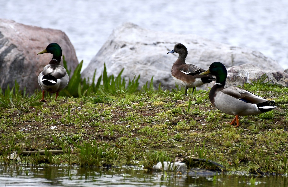 American Wigeon - ML636373257