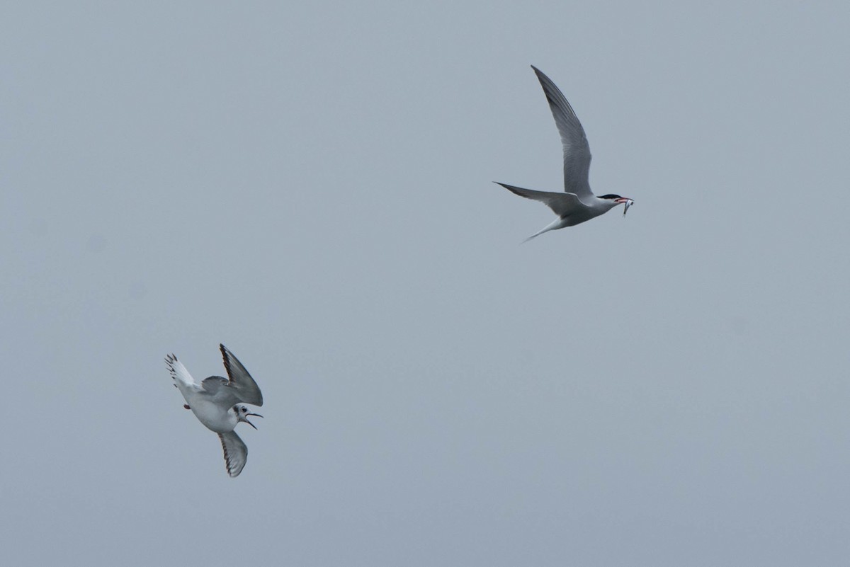 Common Tern - ML636373262