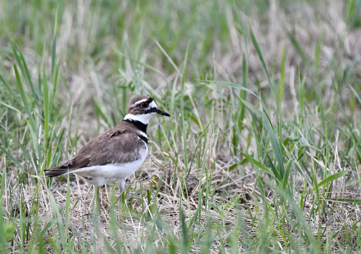 Killdeer - ML636373272