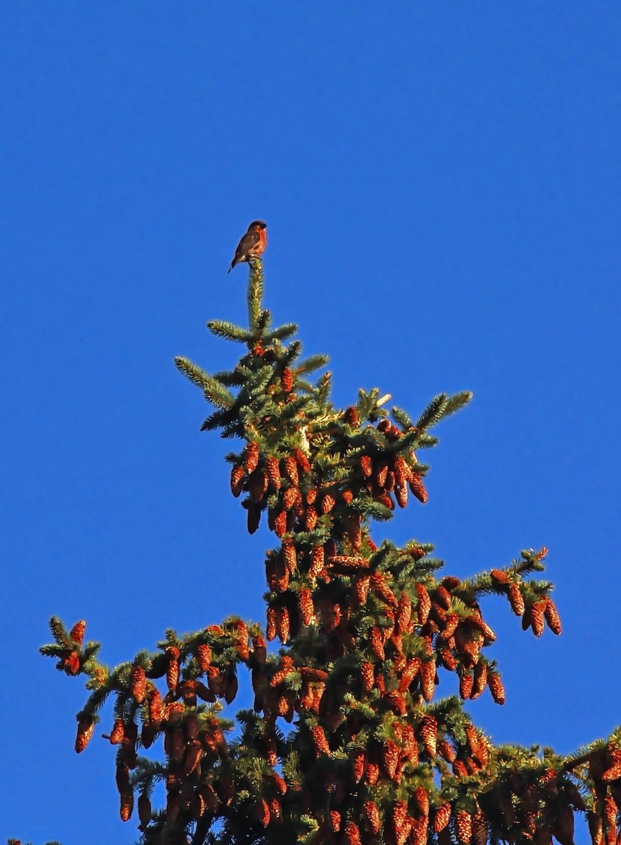 Red Crossbill - ML636373315