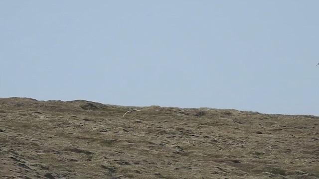 ライチョウ - ML636373402