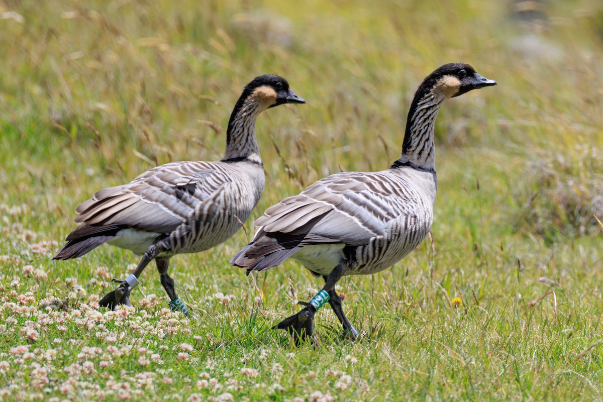 Hawaiian Goose - ML636373432