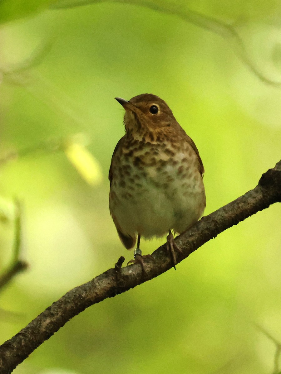 Swainson's Thrush - ML636373452
