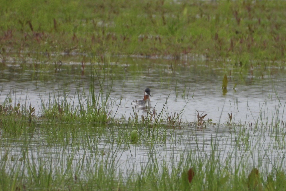 Red-necked Phalarope - ML636373461