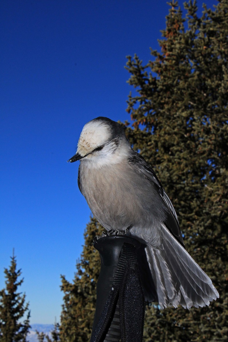 Canada Jay - ML636373484